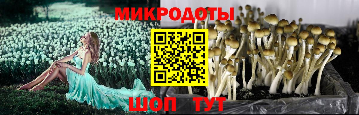 Псилоцибиновые грибы Psilocybine cubensis  Вход с VPN  Белая Калитва  Галлюциногенные грибы Psilocybe 